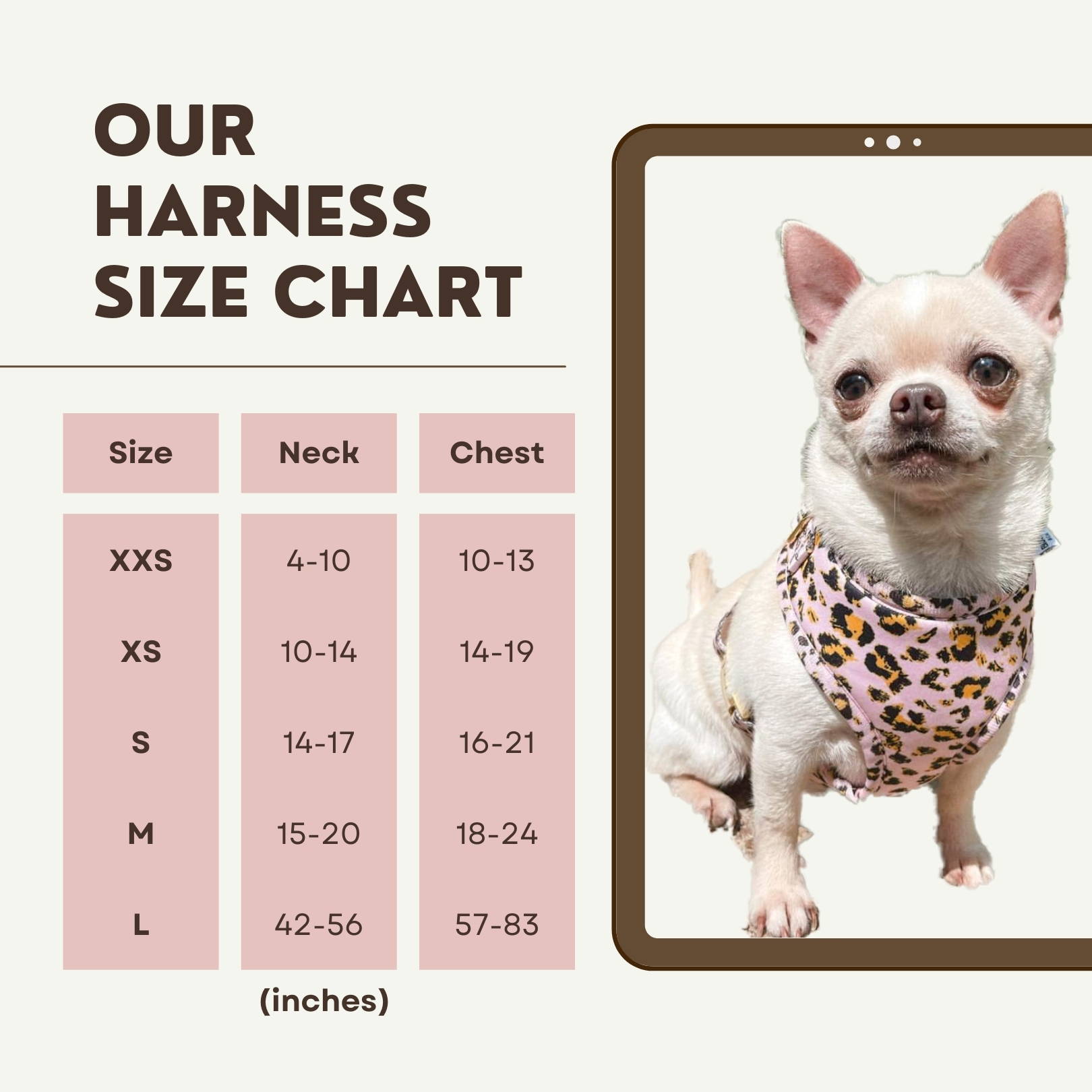 What Size Harness For A Chihuahua? Golden Bailey Dogs